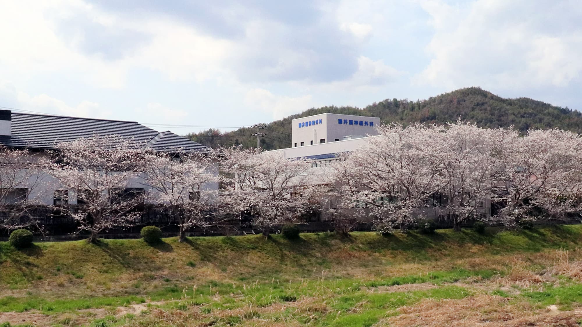 藤井脳神経外科　桜咲く外観